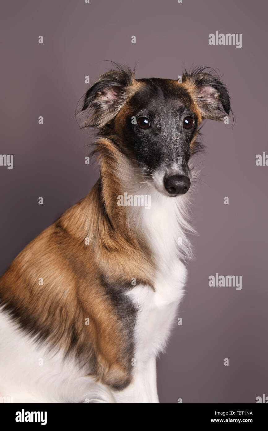 Silken Windsprite, dog, sitting Stock Photo
