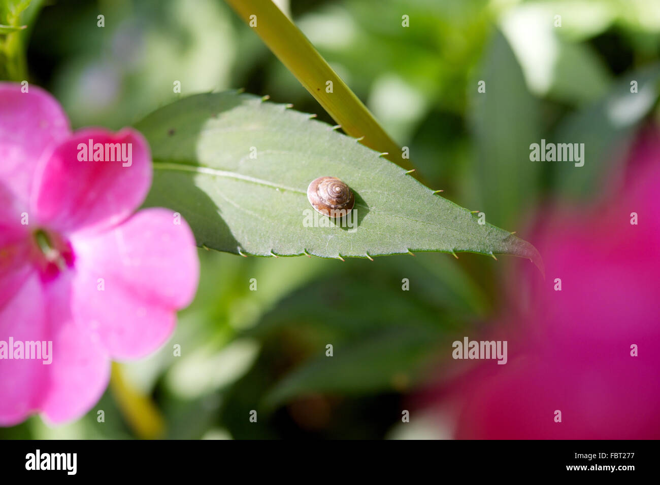 Tiny snail on leaf Stock Photo