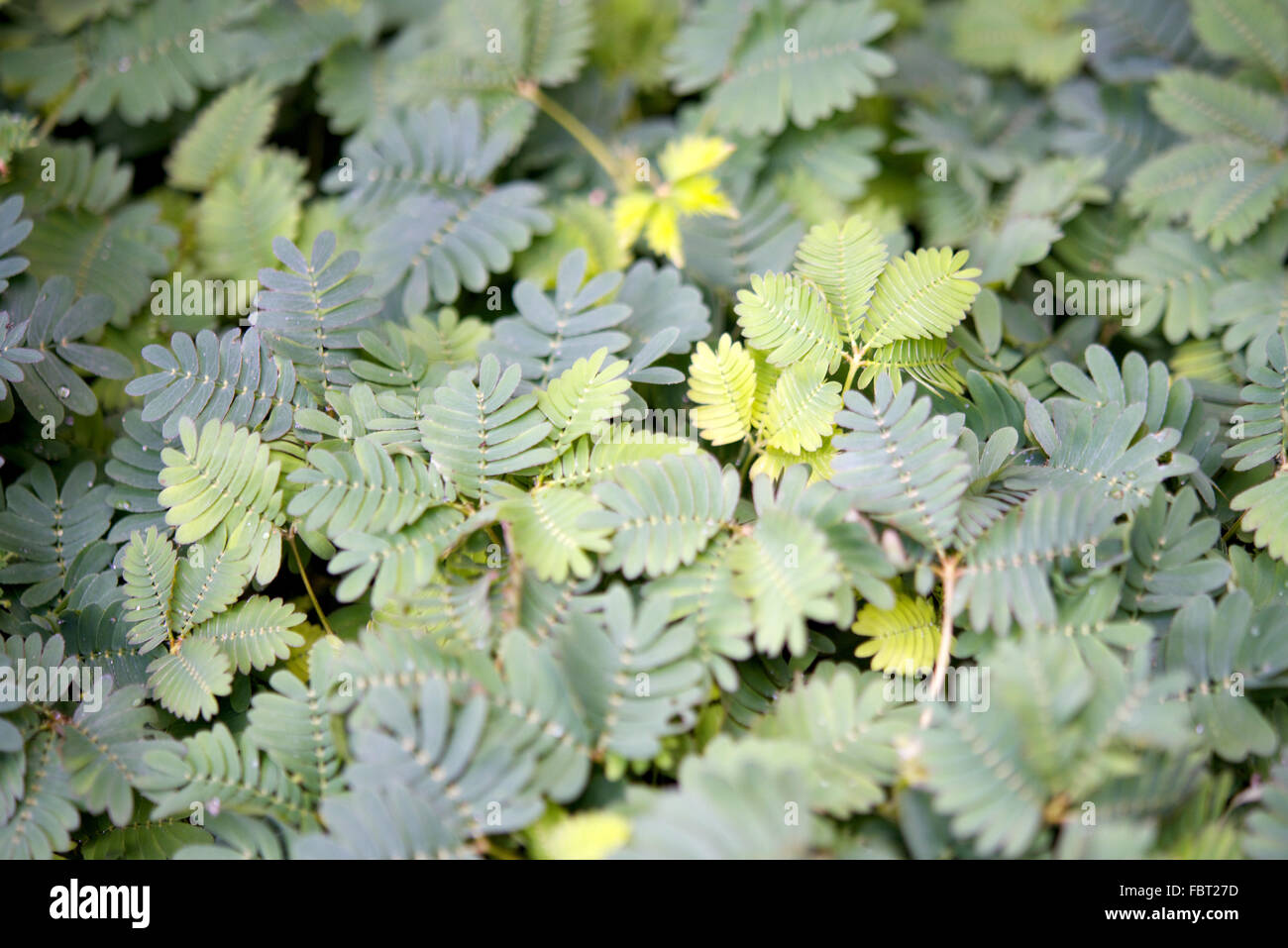 Delicate mimosa foliage, full frame Stock Photo