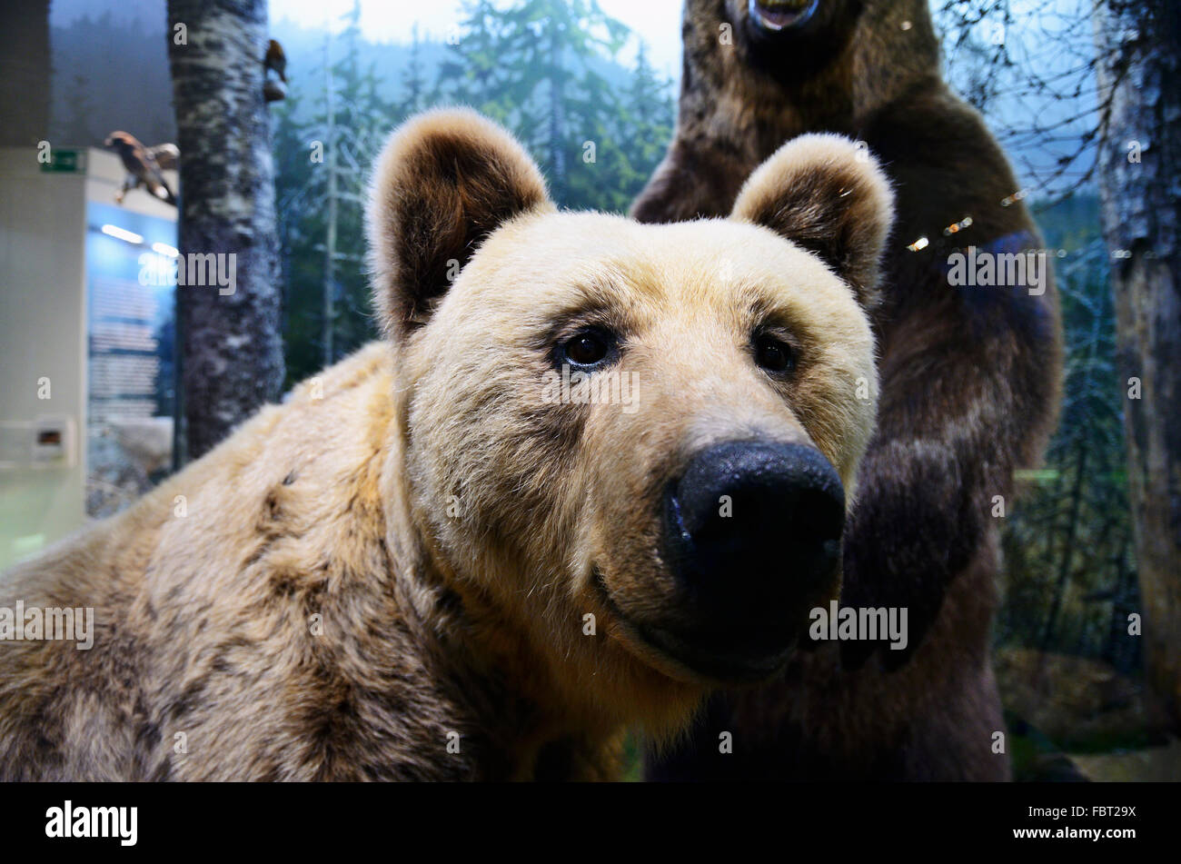 The Natural History Museum of Helsinki is an exhibition of the Finnish ...
