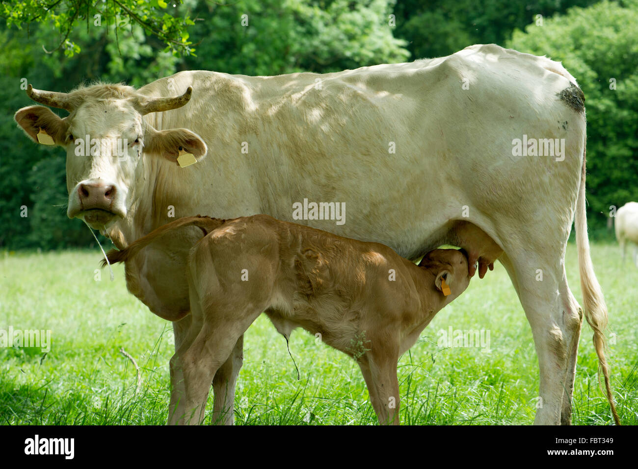 Cow nursing her calf Stock Photo Alamy
