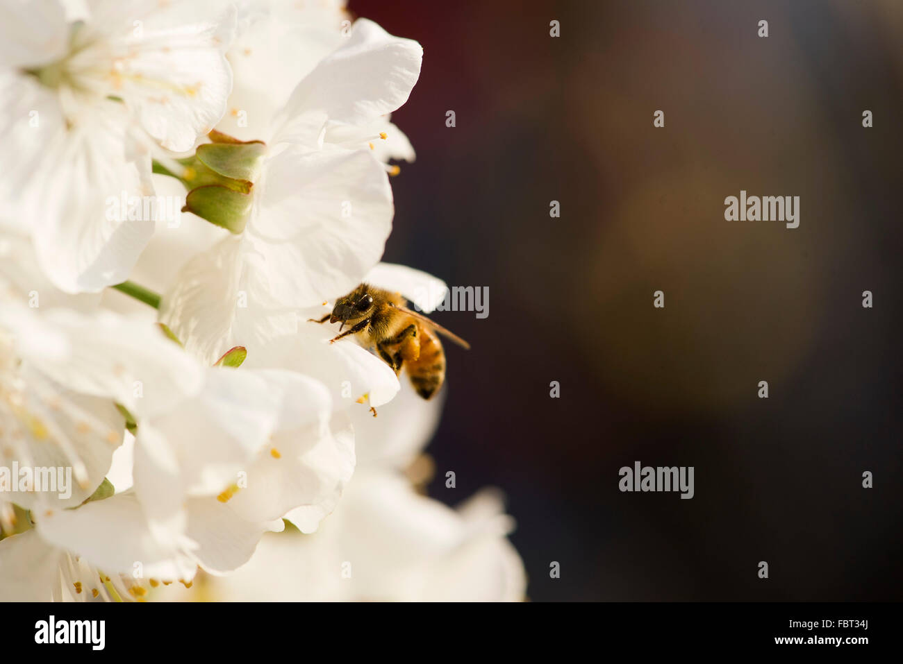 Bee gathering pollen on cherry blossoms Stock Photo Alamy
