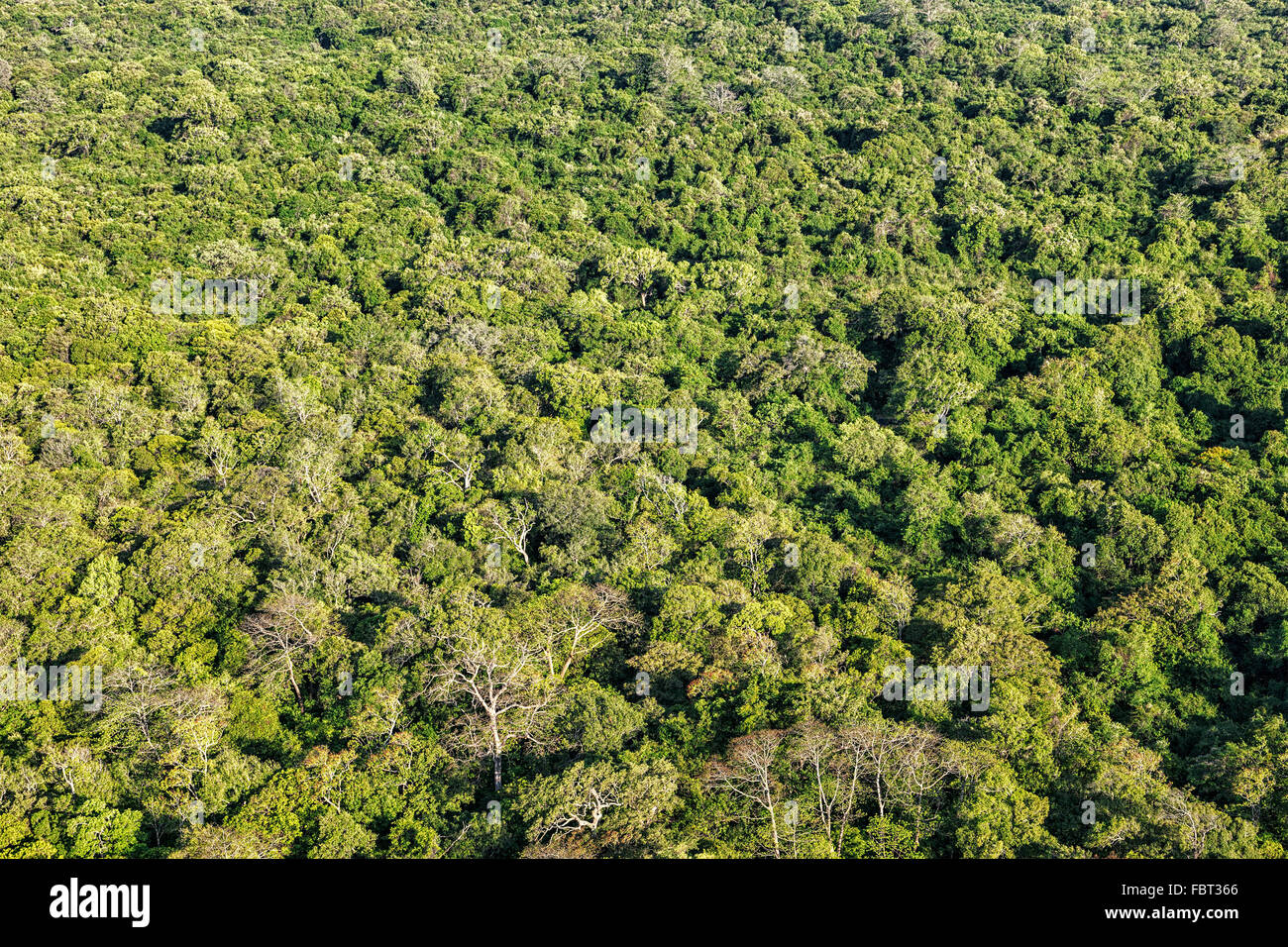 Aerial view of tropical forest Stock Photo