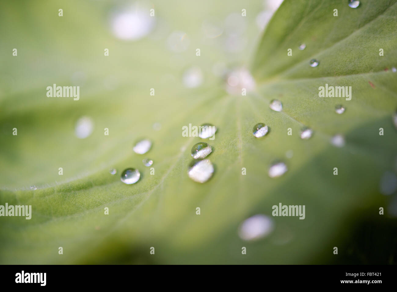 Close-up of dew drops on leaf Stock Photo