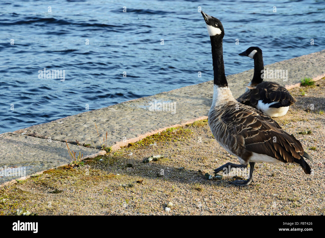 Canada goose in the lake docks Seima. Lappeenranta. South Karelia. Finland.  Europe Stock Photo - Alamy