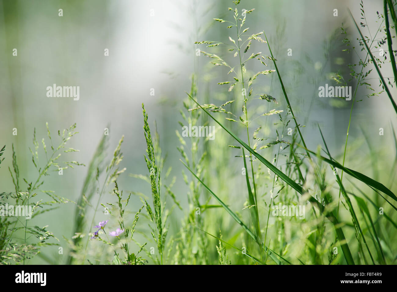 Close-up of grass and weeds Stock Photo