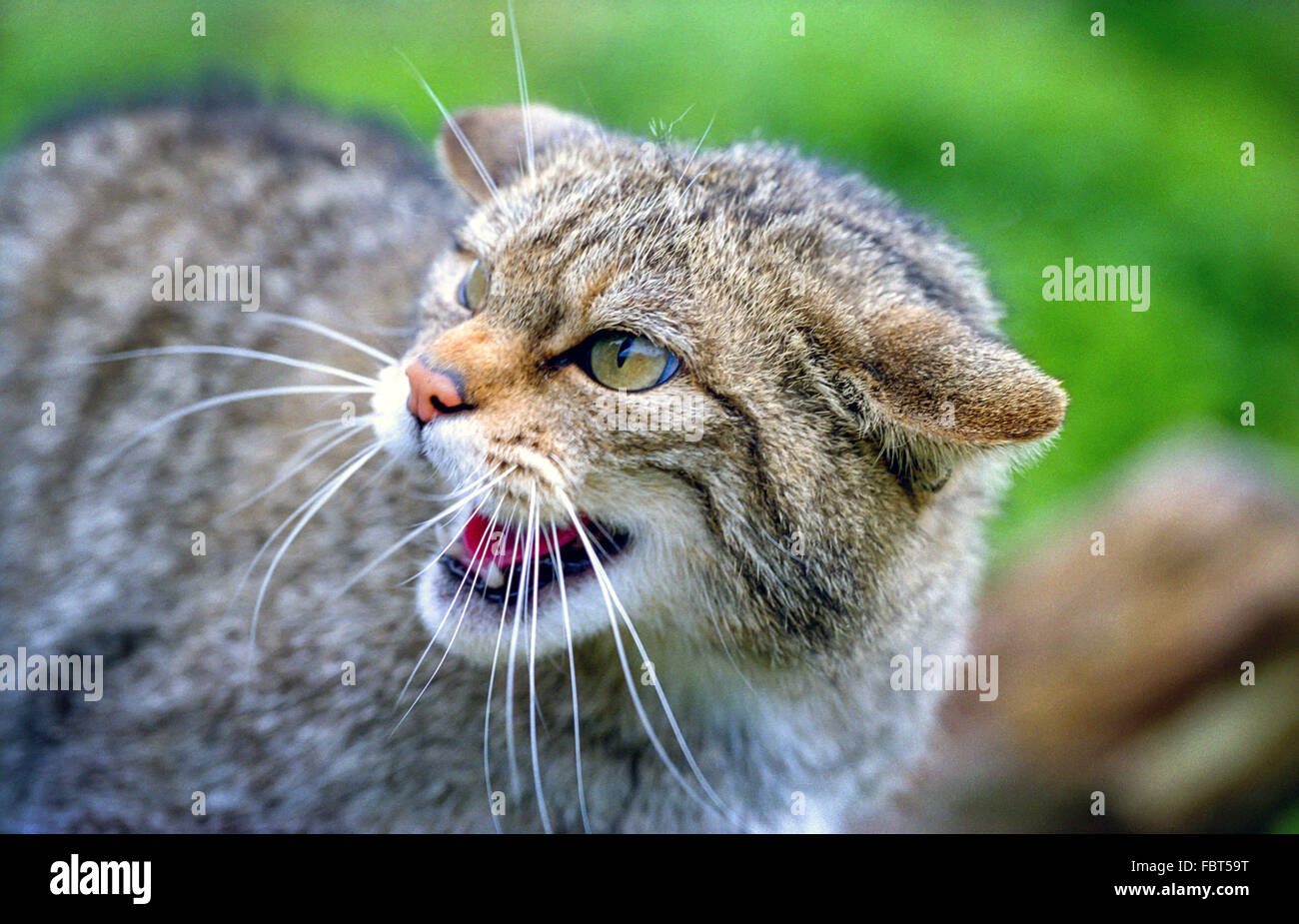 The British Wildlife Centre at Newchapel, Lingfield, Surrey: A British ...