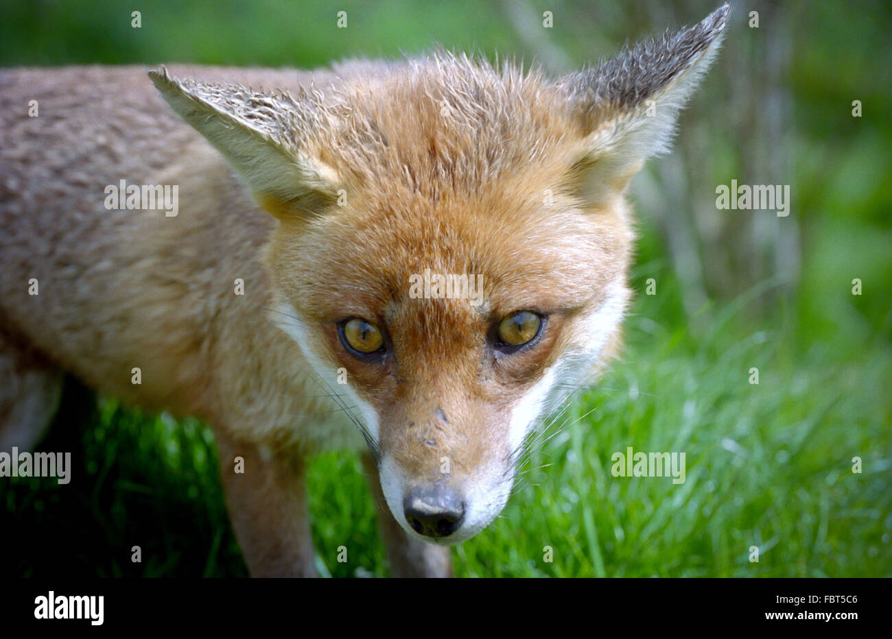 The British Wildlife Centre at Newchapel, Lingfield, Surrey:   A young fox. Stock Photo