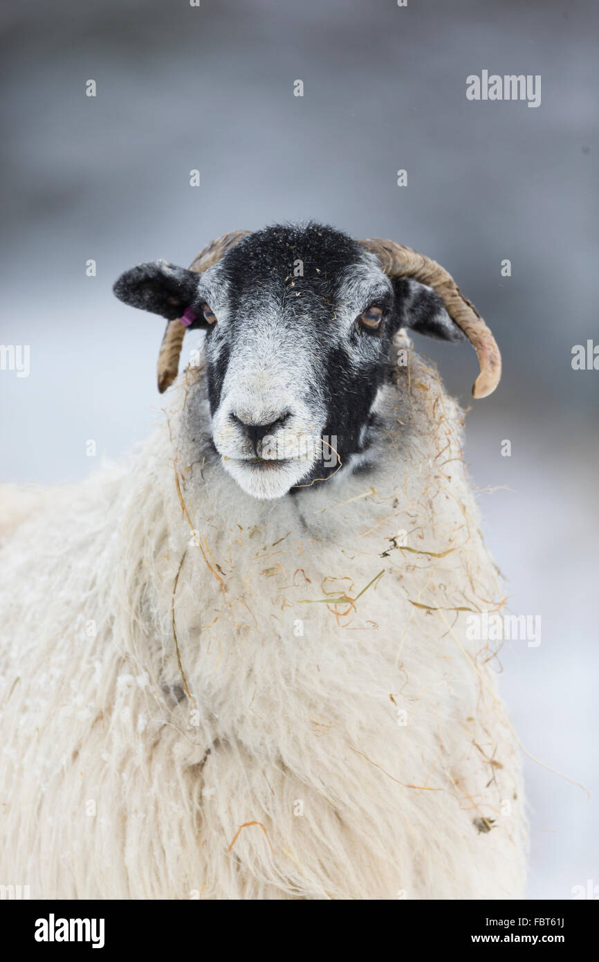 Sheep rearing hi-res stock photography and images - Alamy
