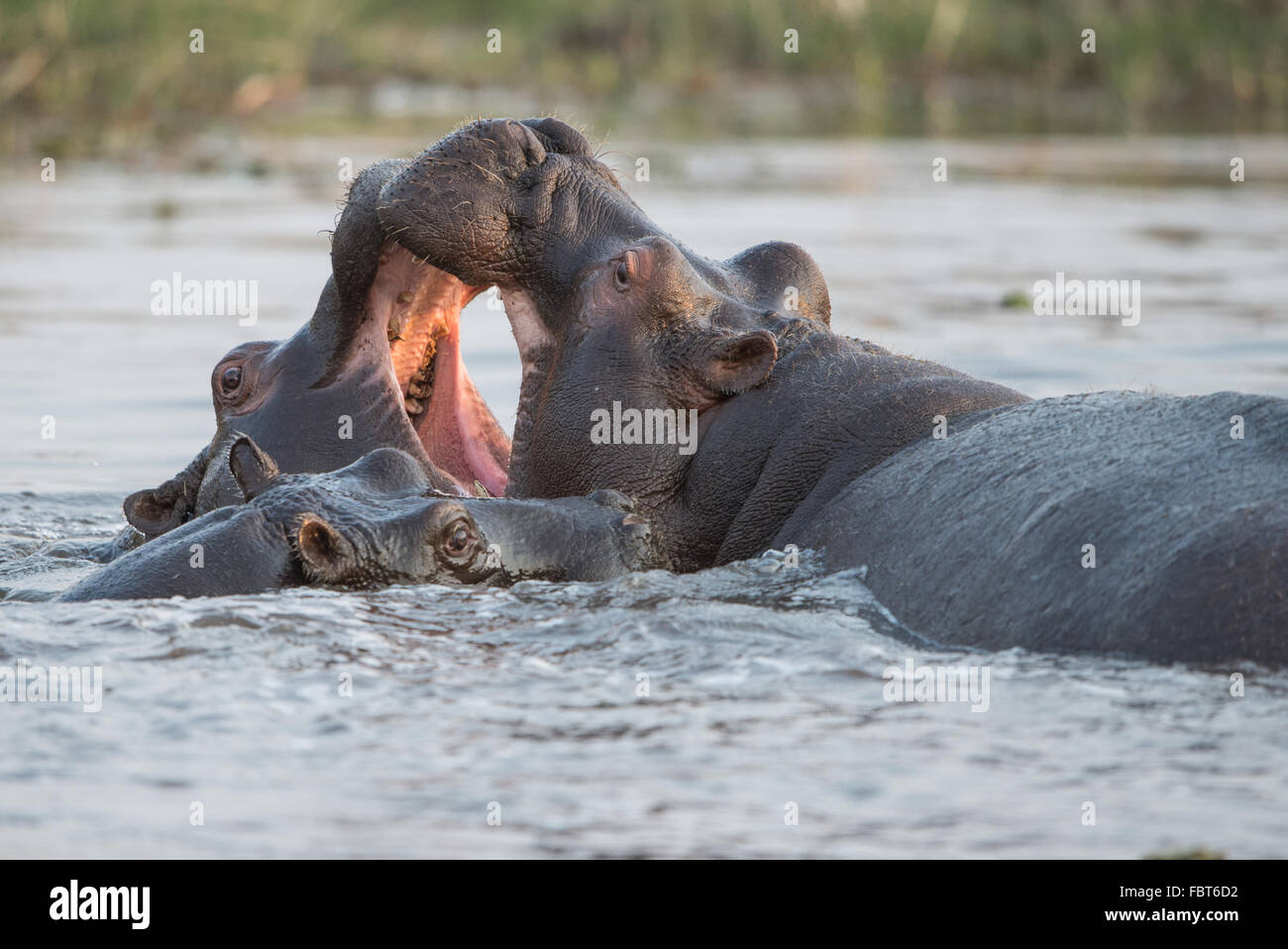 Two hippos (Hippopotamus amphibius) palying in water with small hippo watching in Moremi National Park, Botswana Stock Photo