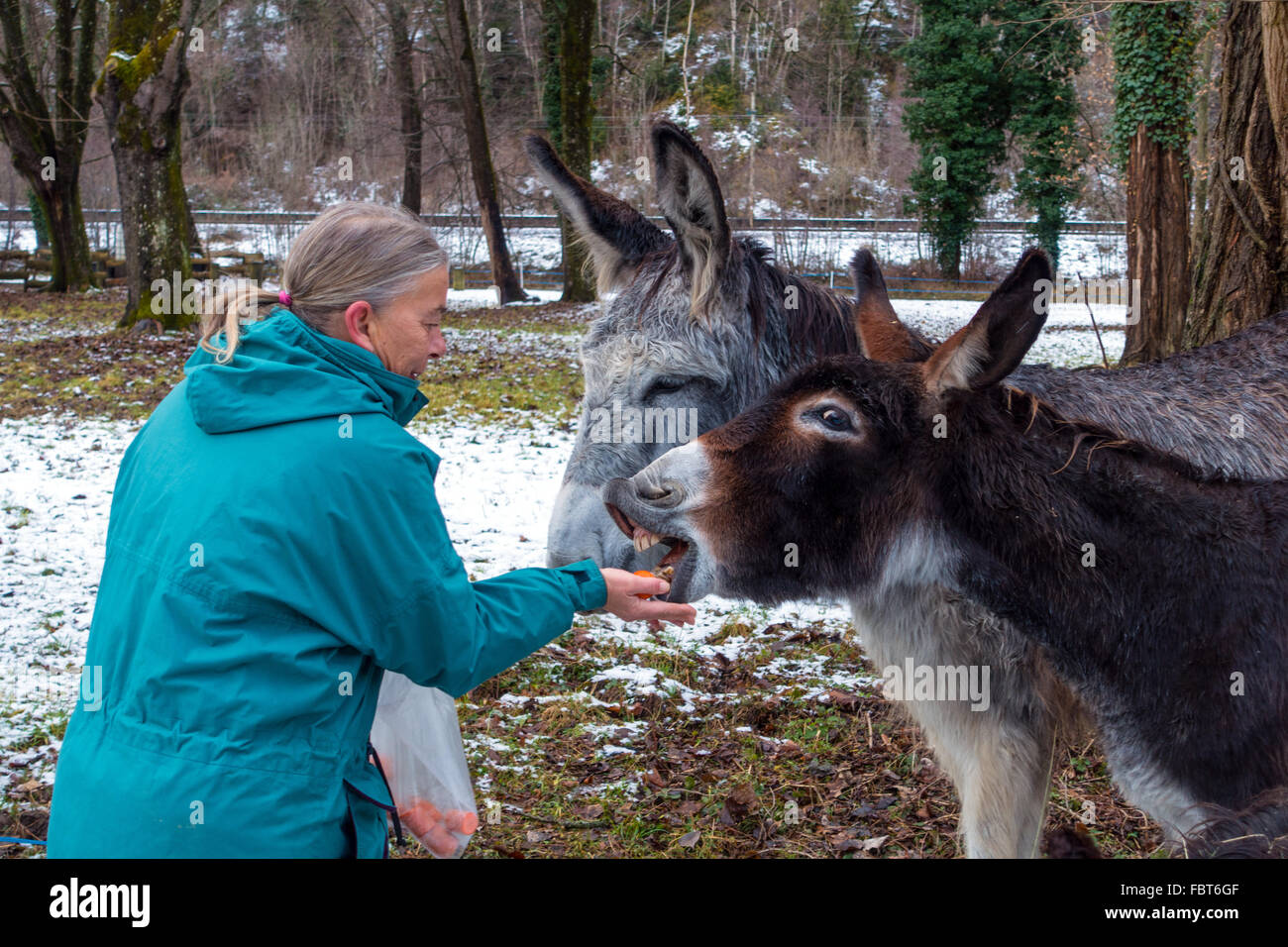 Three donkeys landscapes hi-res stock photography and images - Alamy