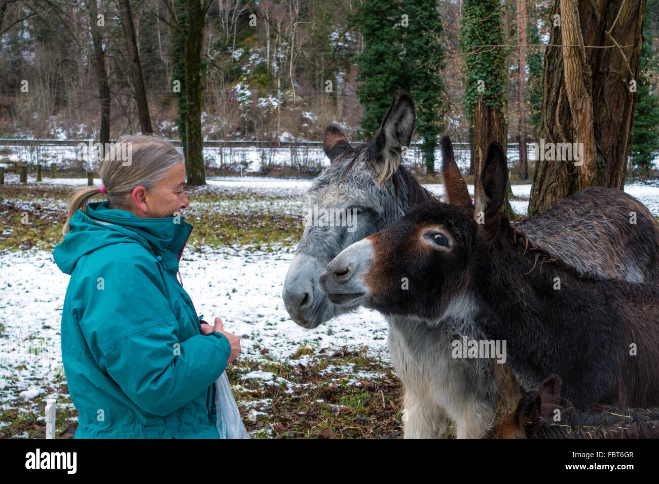 Female in blue coat feeding two donkeys, with snow and trees Stock Photo