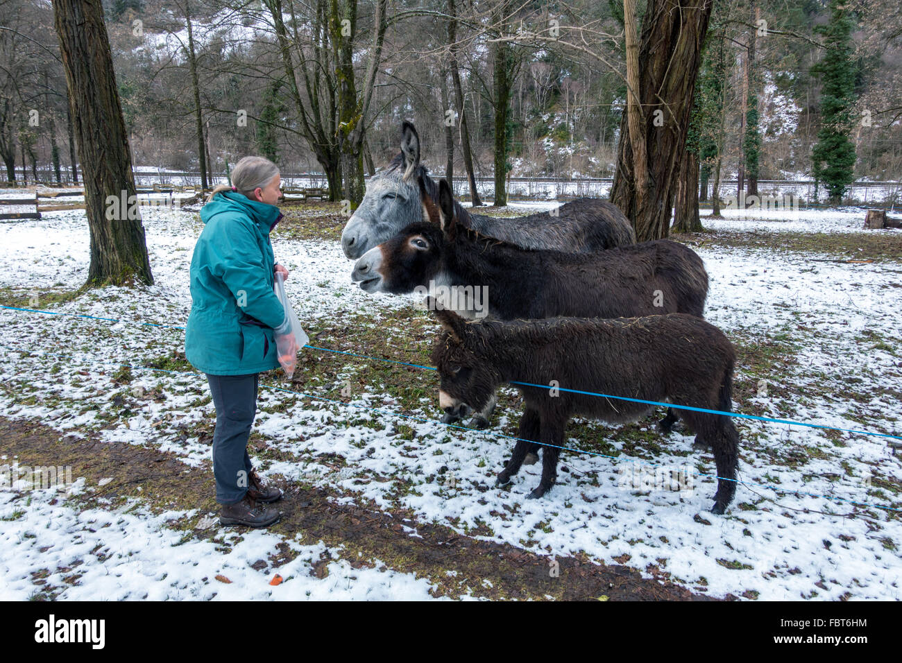 Three Donkeys Landscapes High Resolution Stock Photography and Images ...
