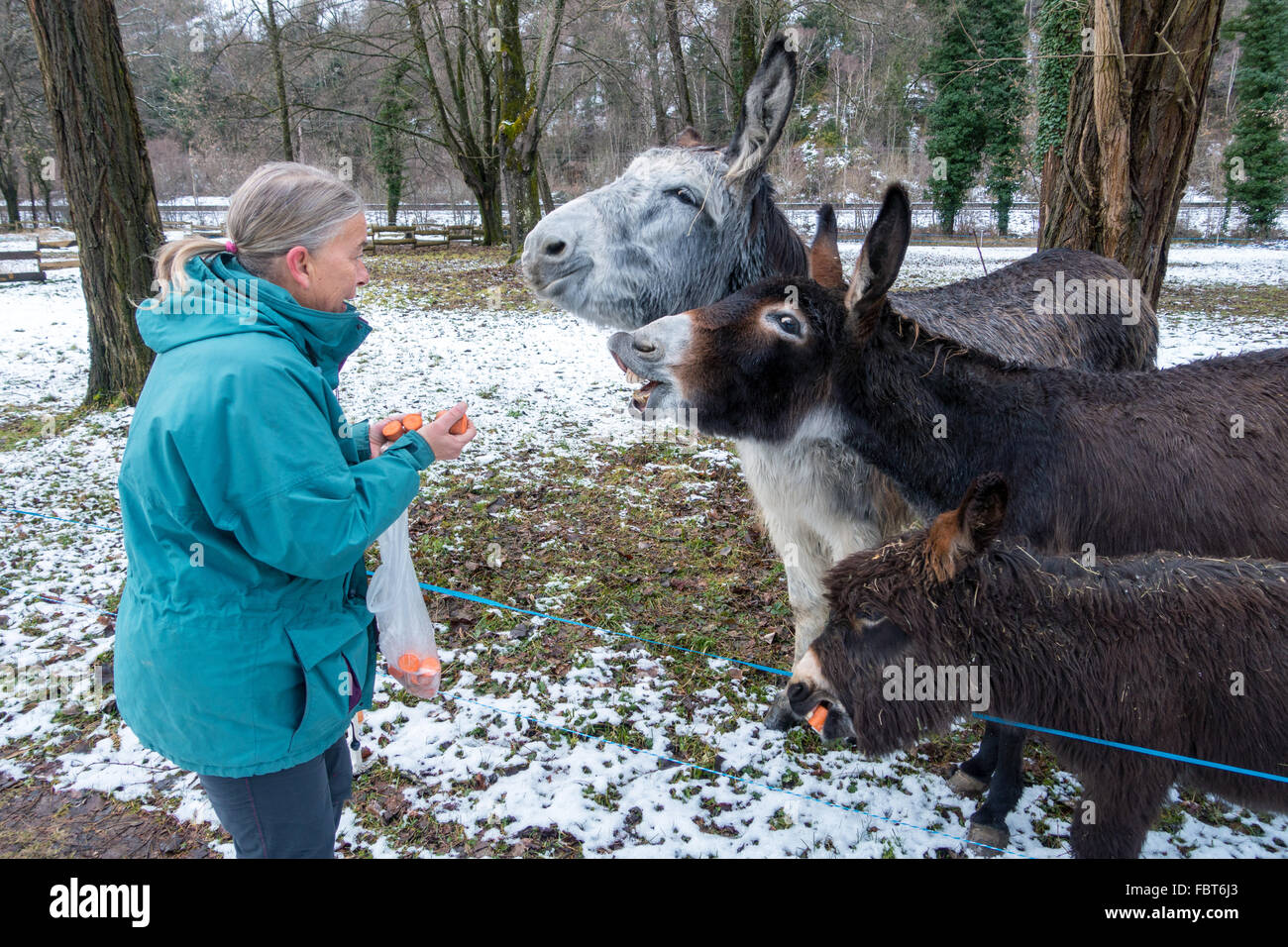 Three Donkeys Landscapes High Resolution Stock Photography and Images ...