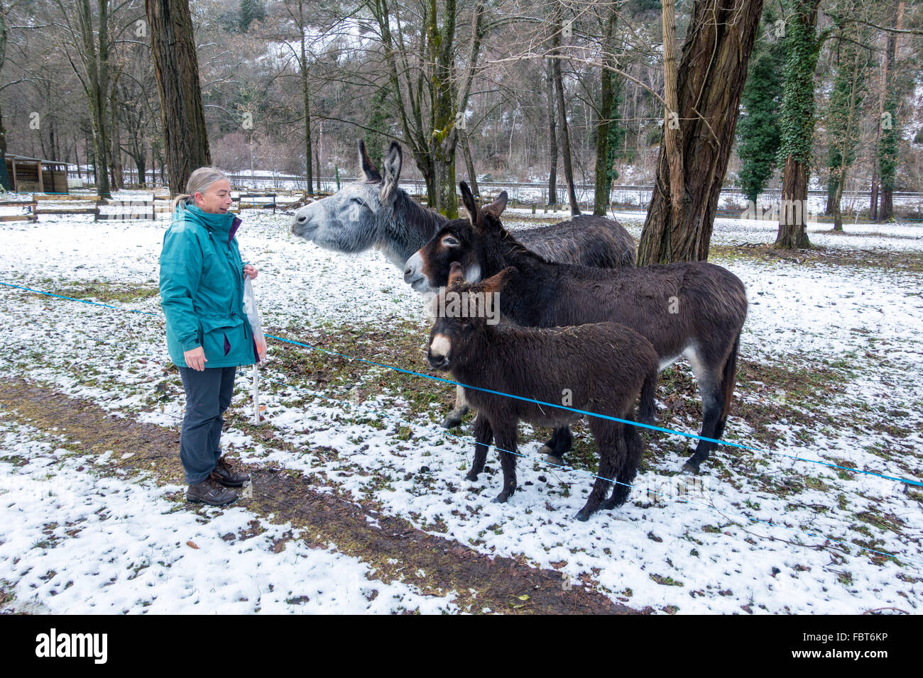 Female in blue coat feeding three donkeys, with snow and trees Stock Photo