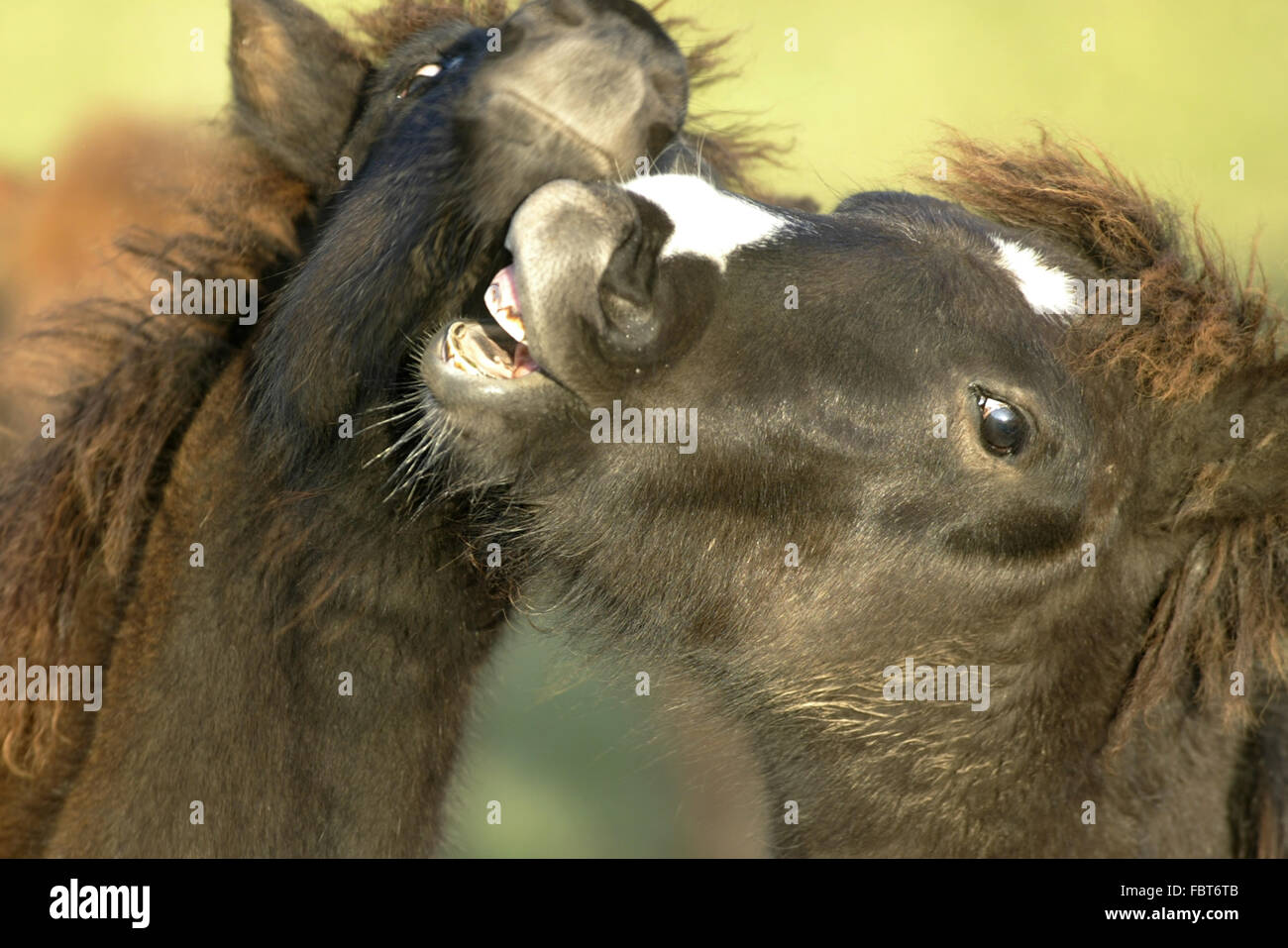 Islandic Horse Stock Photo