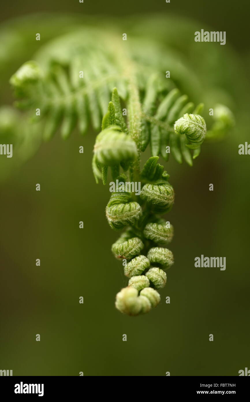 Pflanze flora hi-res stock photography and images - Alamy