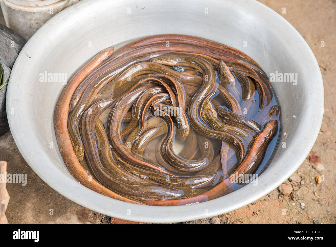 A bowl of fresh live water snakes available to buy at Kohima Market