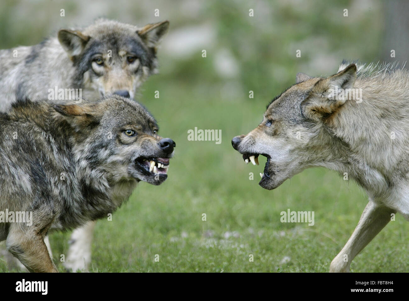 WOLF/CANIS LUPUS Stock Photo