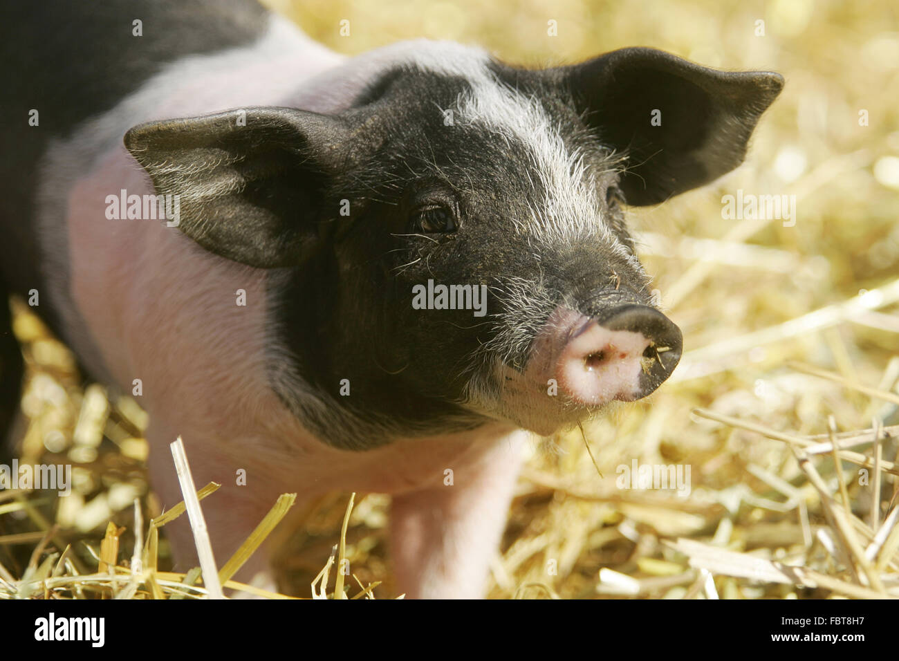 Hallisches Schwein / Ferkel Stock Photo