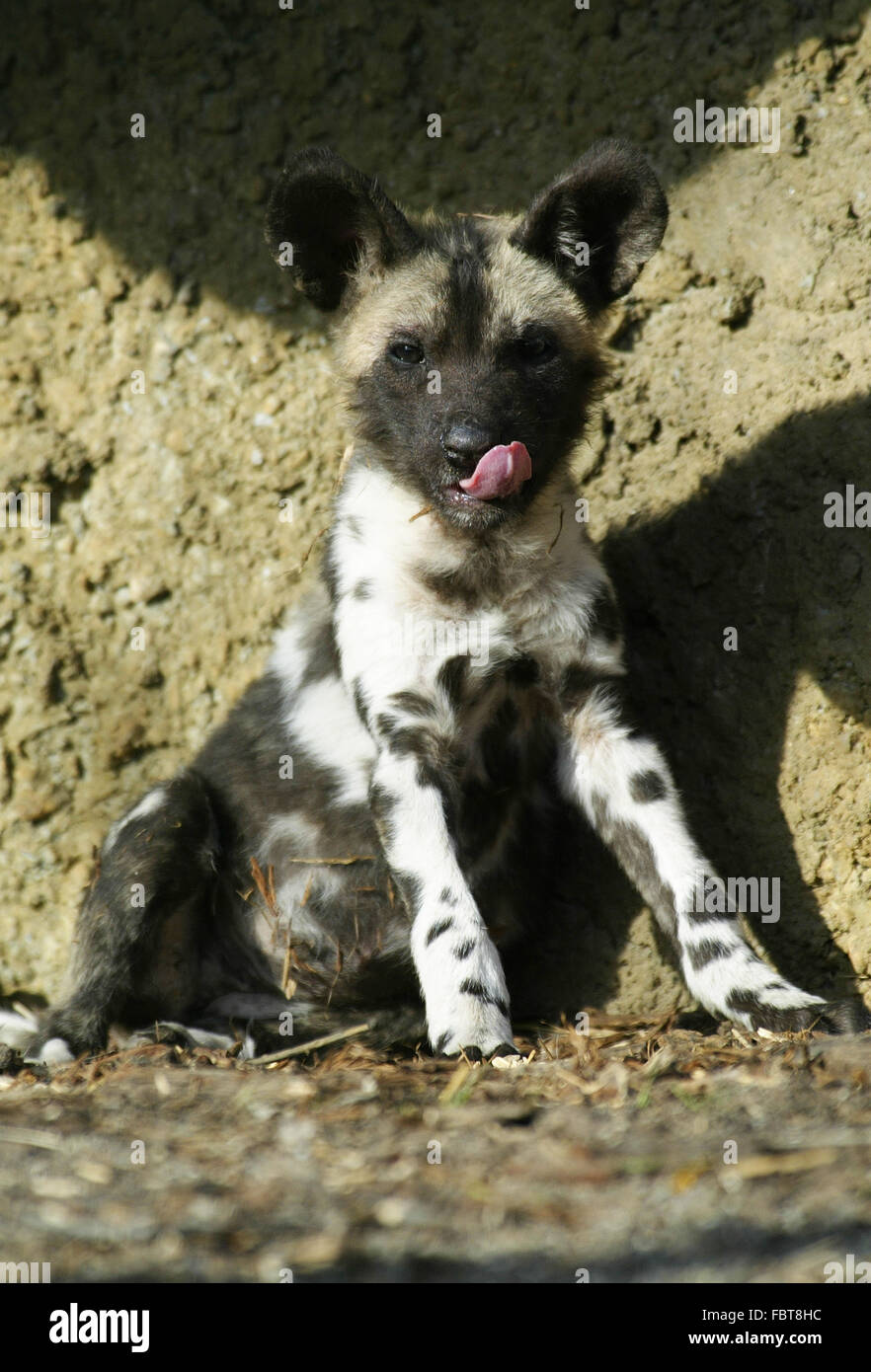 African Wild Dog Stock Photo - Alamy