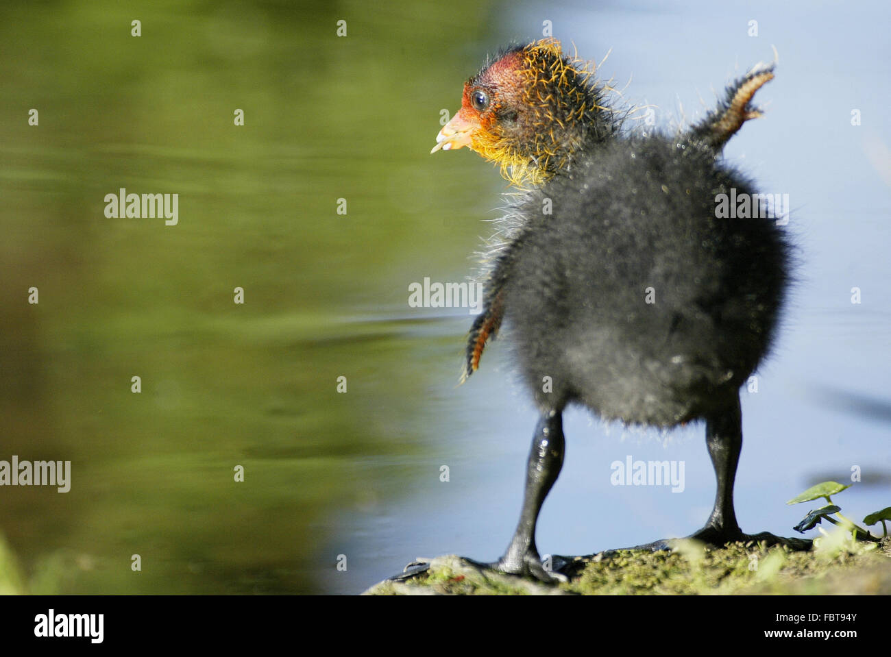 Eurasian Coot Stock Photo Alamy