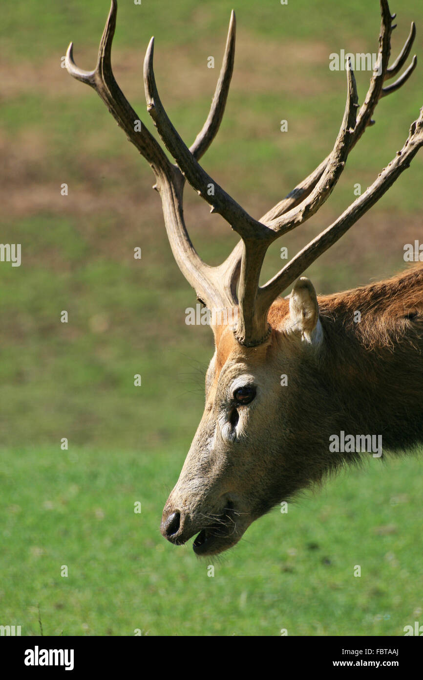 Jagd hirsch geweih hi-res stock photography and images - Alamy