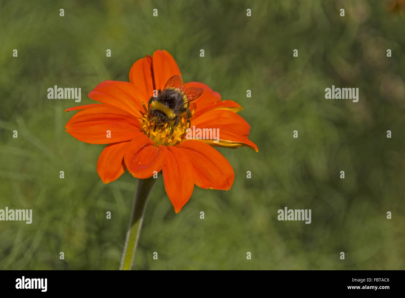 Bumble bee on zinnia Stock Photo