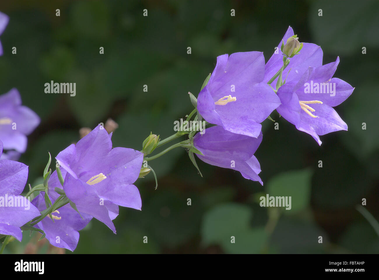 Campanula persicifolia Stock Photo