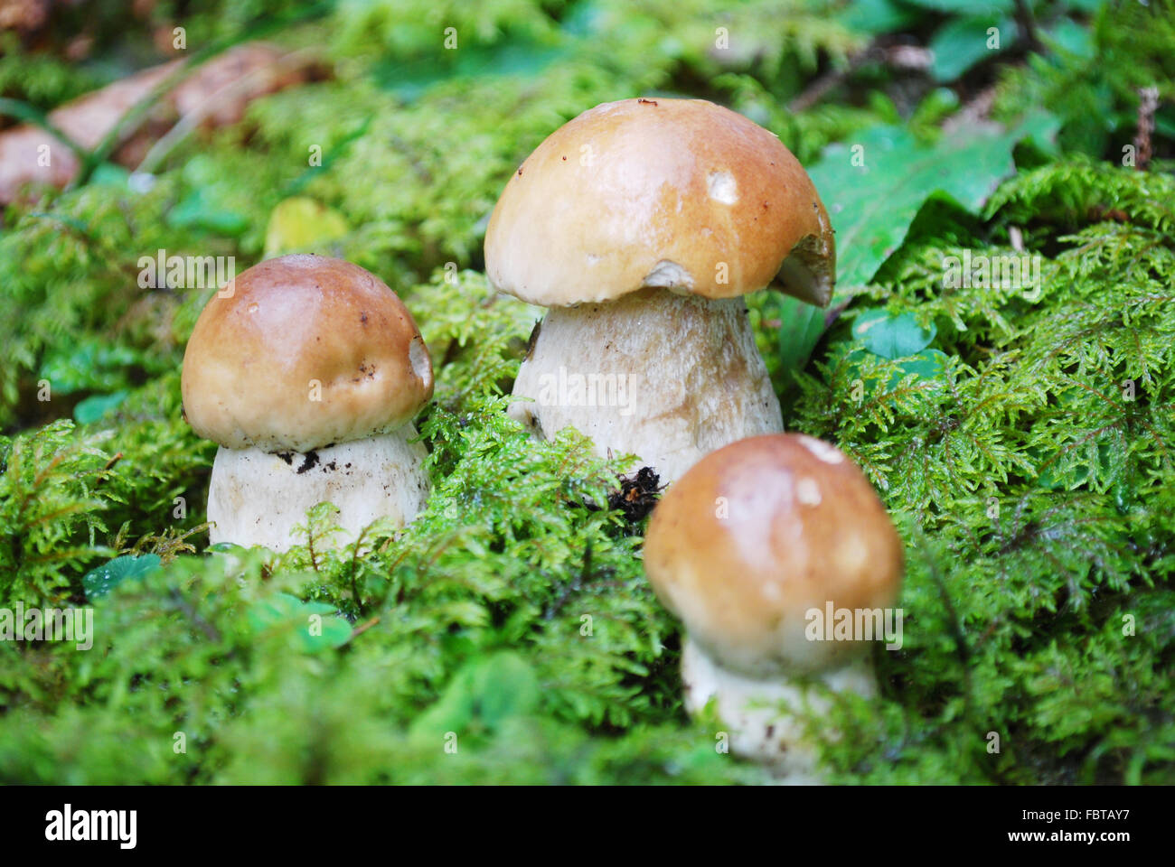 king bolete mushroom Stock Photo