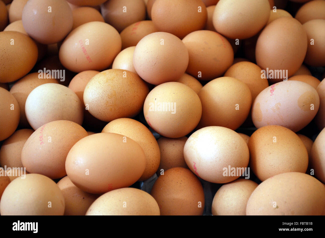 Legehenne hires stock photography and images Alamy