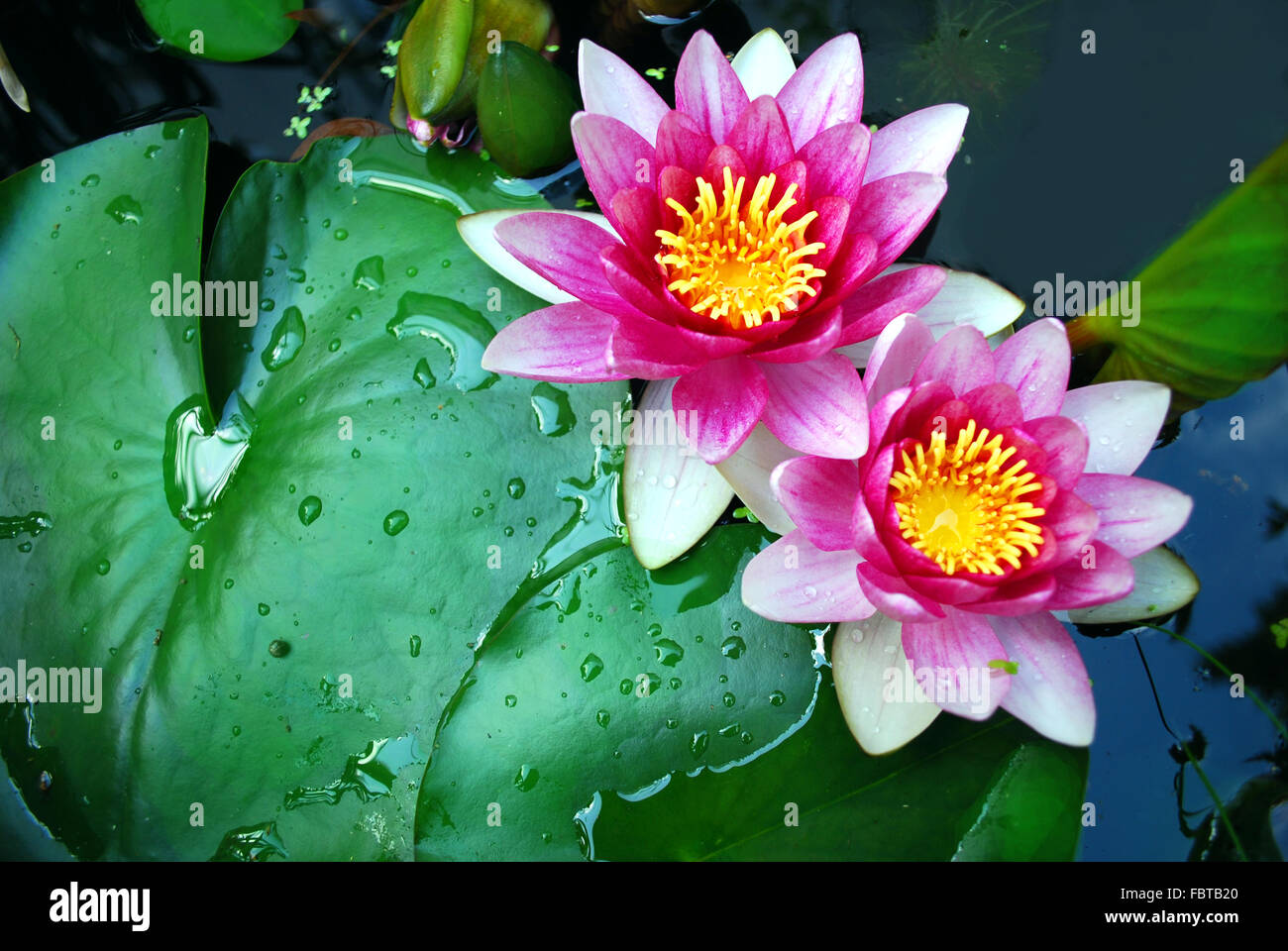 macro of  water lilies in a pond Stock Photo