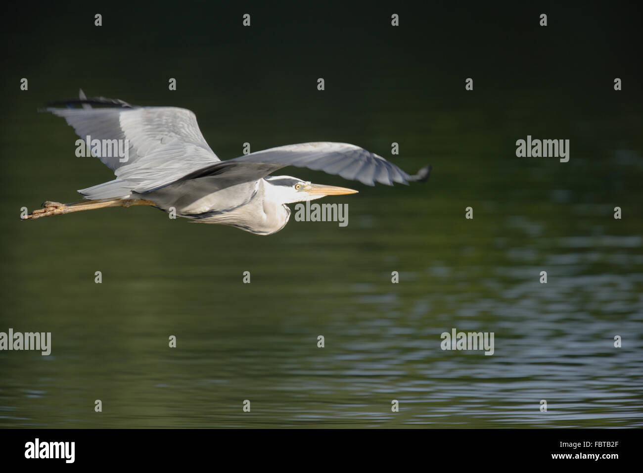 Grey Heron Stock Photo