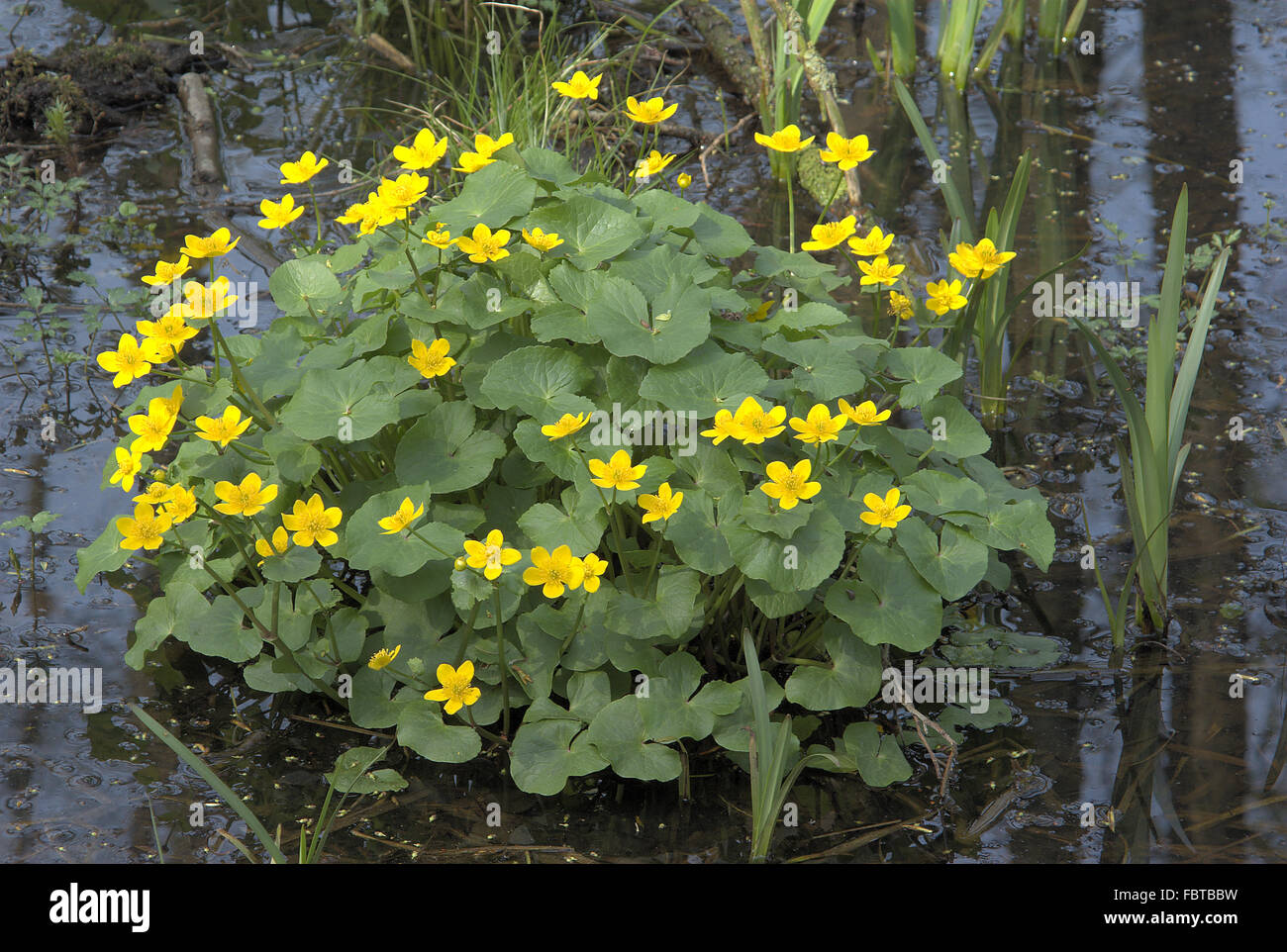 Dotterblumen, marsh marigold Stock Photo