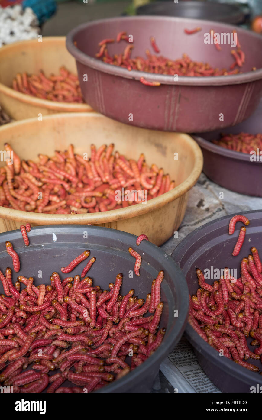 Bowls of succulent pink live wood worms and maggots for sale at Kohima Market, Nagaland, India