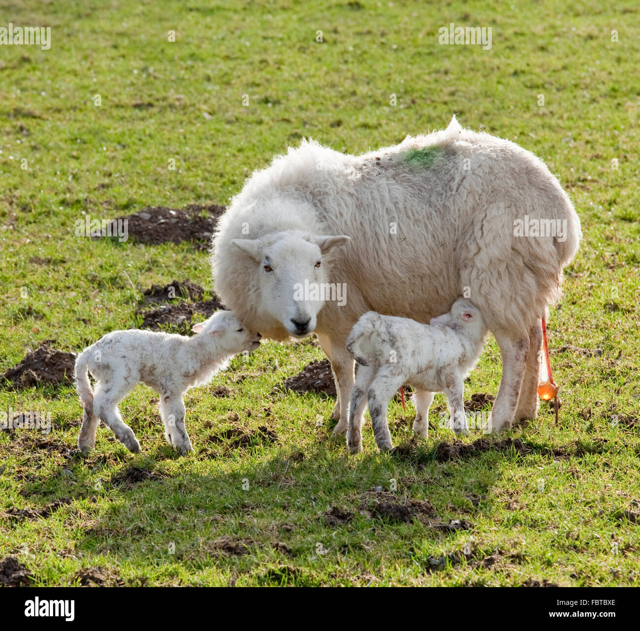 Pair of new born lambs with the sheep mother in welsh meadow in spring ...