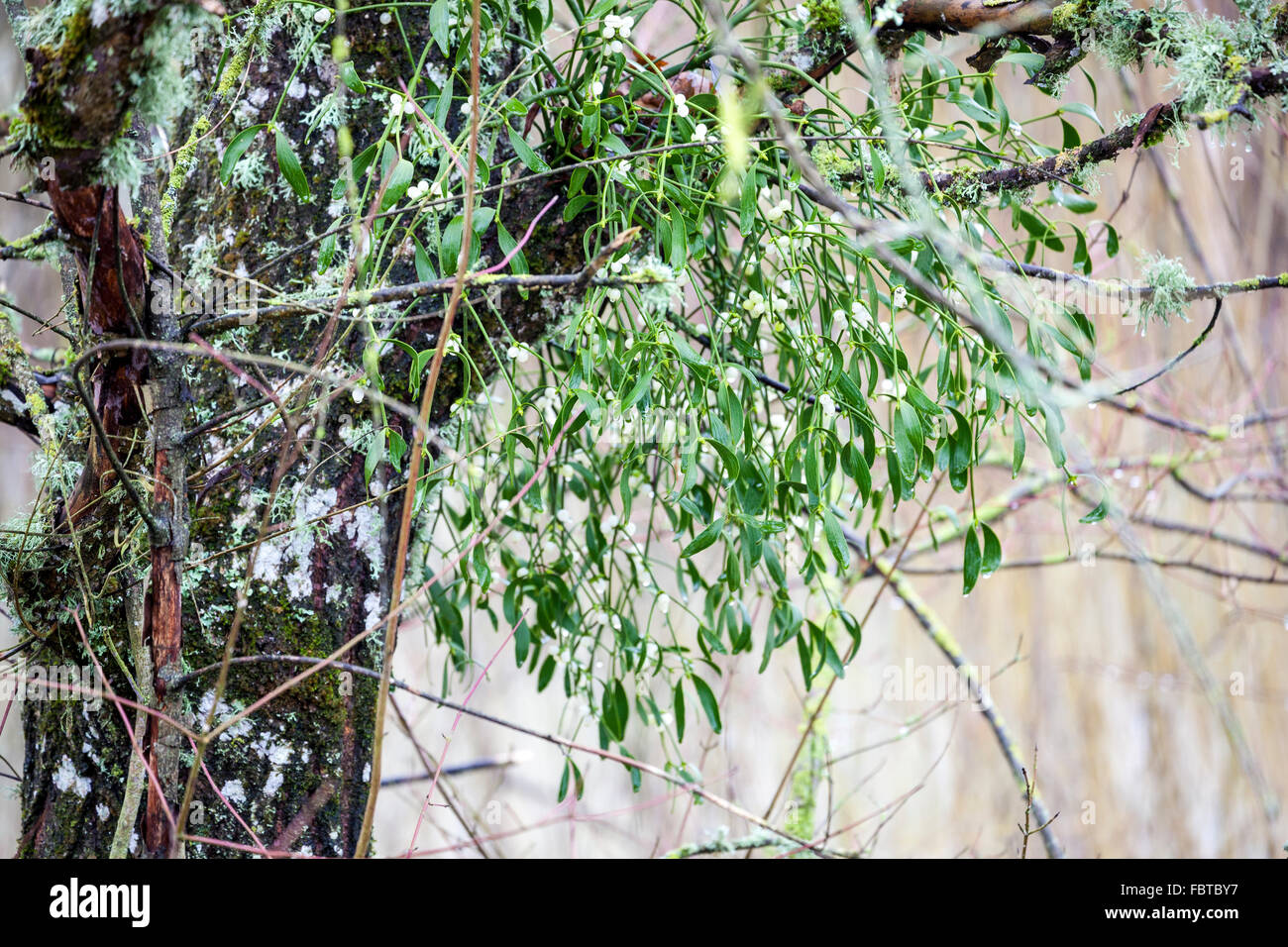 Mistletoe (Viscum album) hanging in a tree on the water's edge Stock Photo