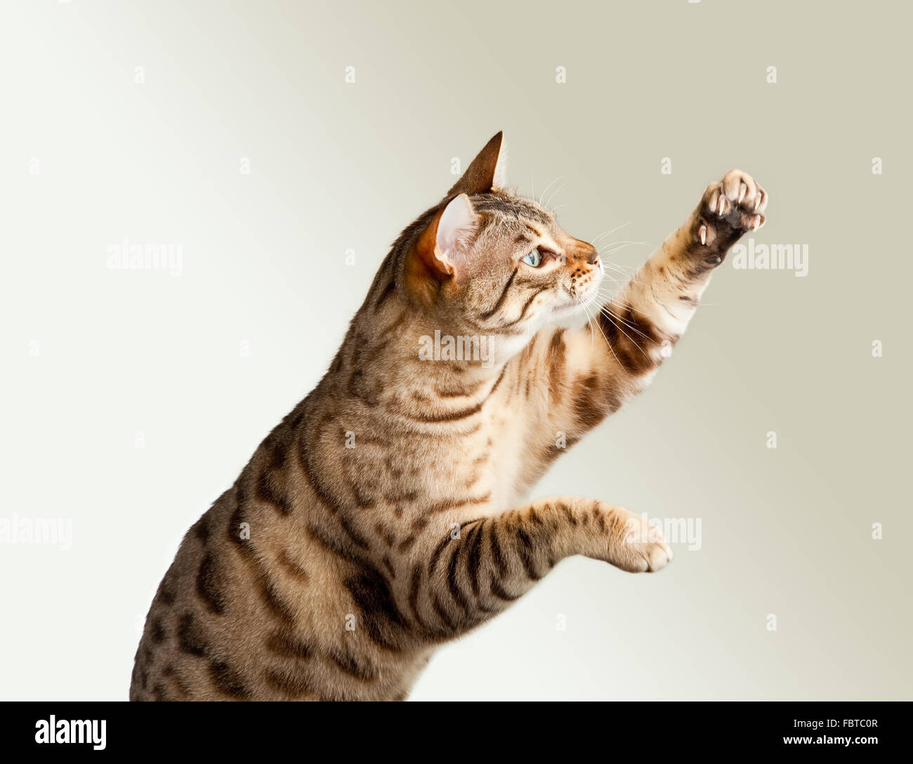 Cats reaching store out paw