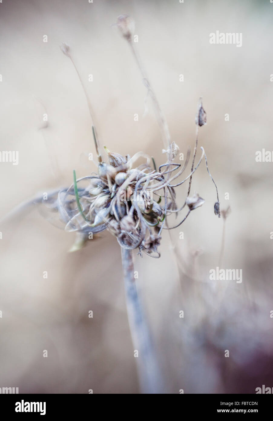 Seedhead of Allium vineale 'Hair' Stock Photo