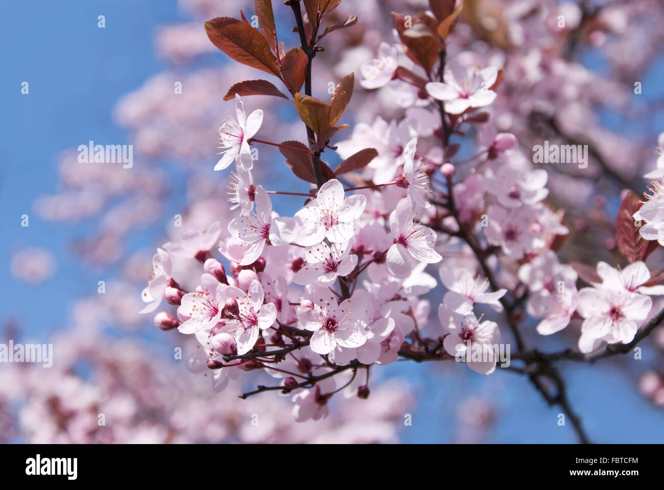 pink berry blossom Stock Photo Alamy