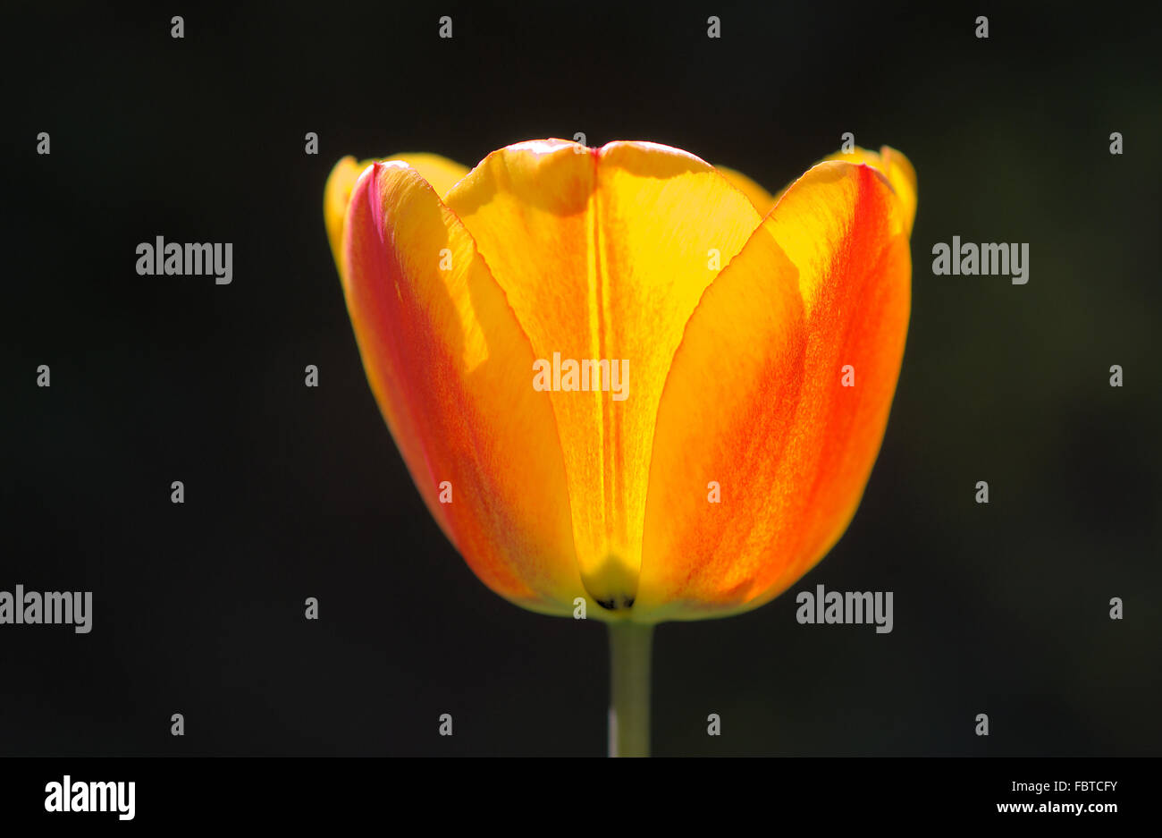 Tulpe, Tulip Stock Photo