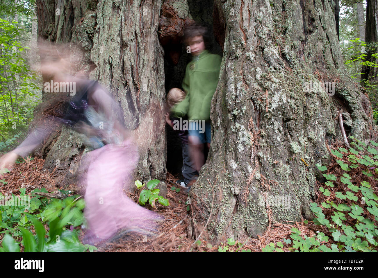 Children playing in hollow tree trunk Stock Photo