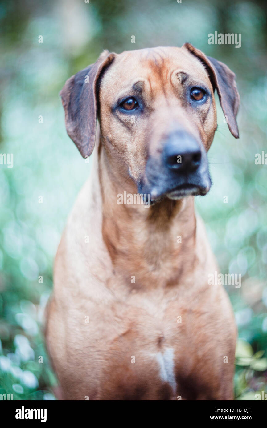 Portrait of Rhodesian Ridgeback in a snowdrop woodland with swirly ...
