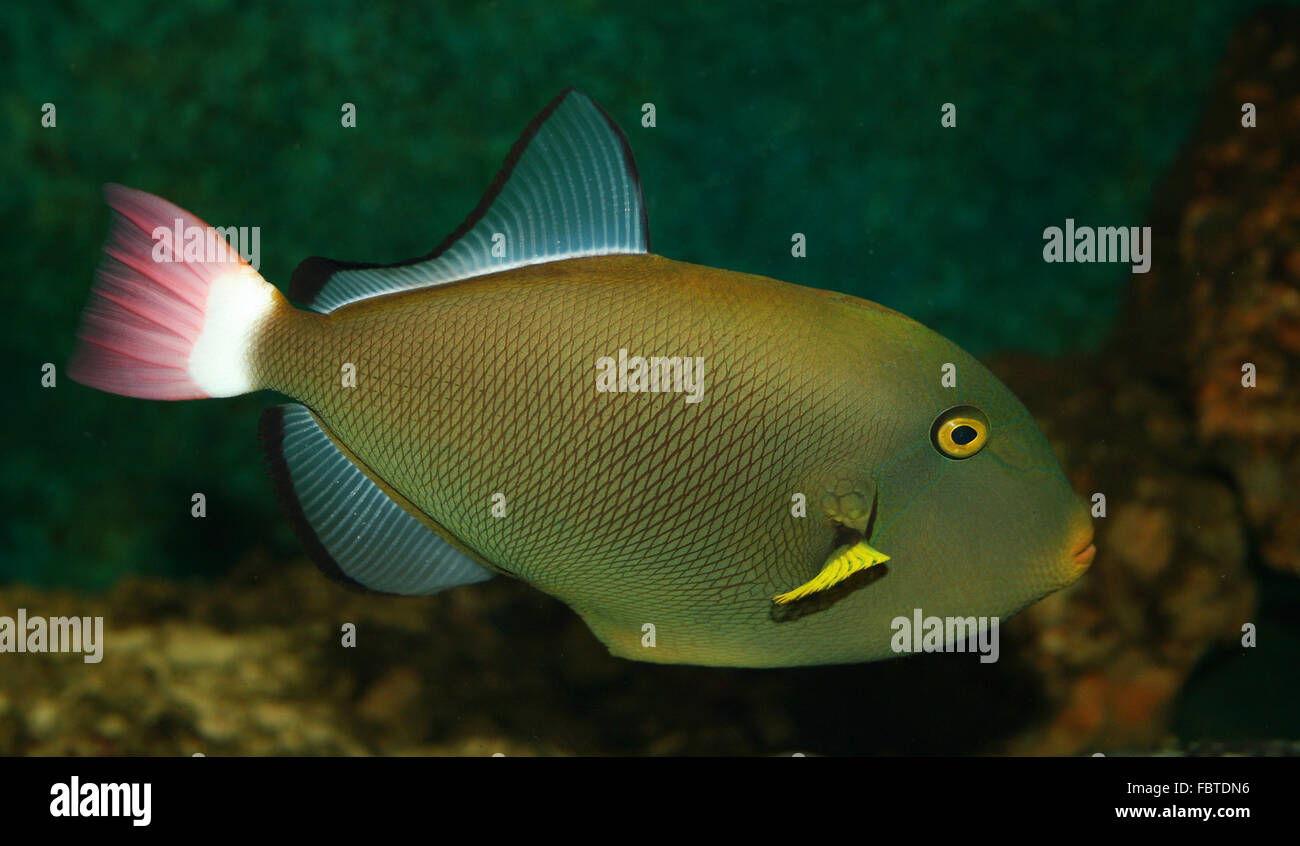 aquarium Stock Photo Alamy
