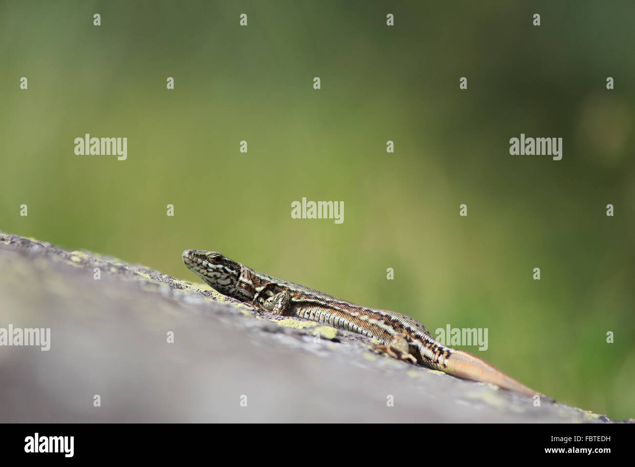 Lizard eating plant hires stock photography and images Alamy