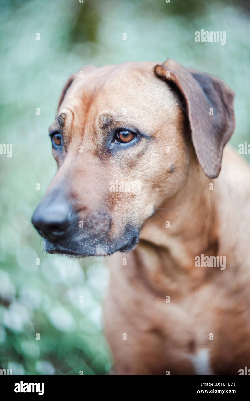 Portrait of Rhodesian Ridgeback in a snowdrop woodland Stock Photo