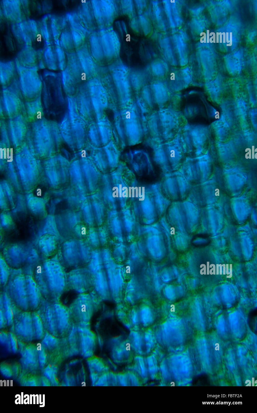 Leek cells stained with methylene blue Stock Photo