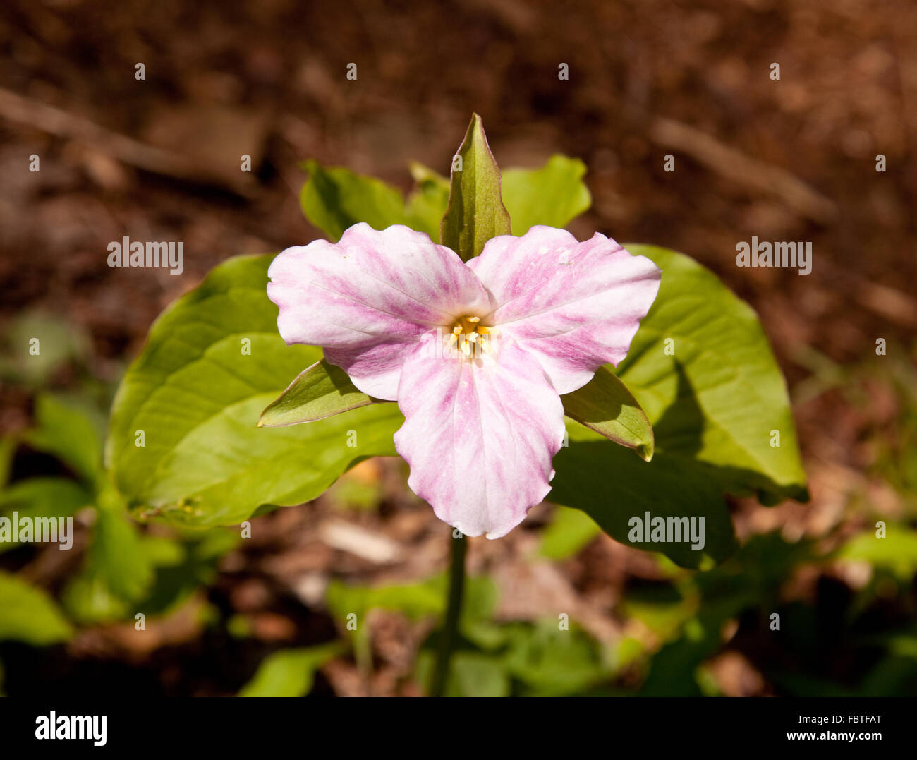 Individual trillium plant flowers in late April and early May on Appalachian trail Stock Photo