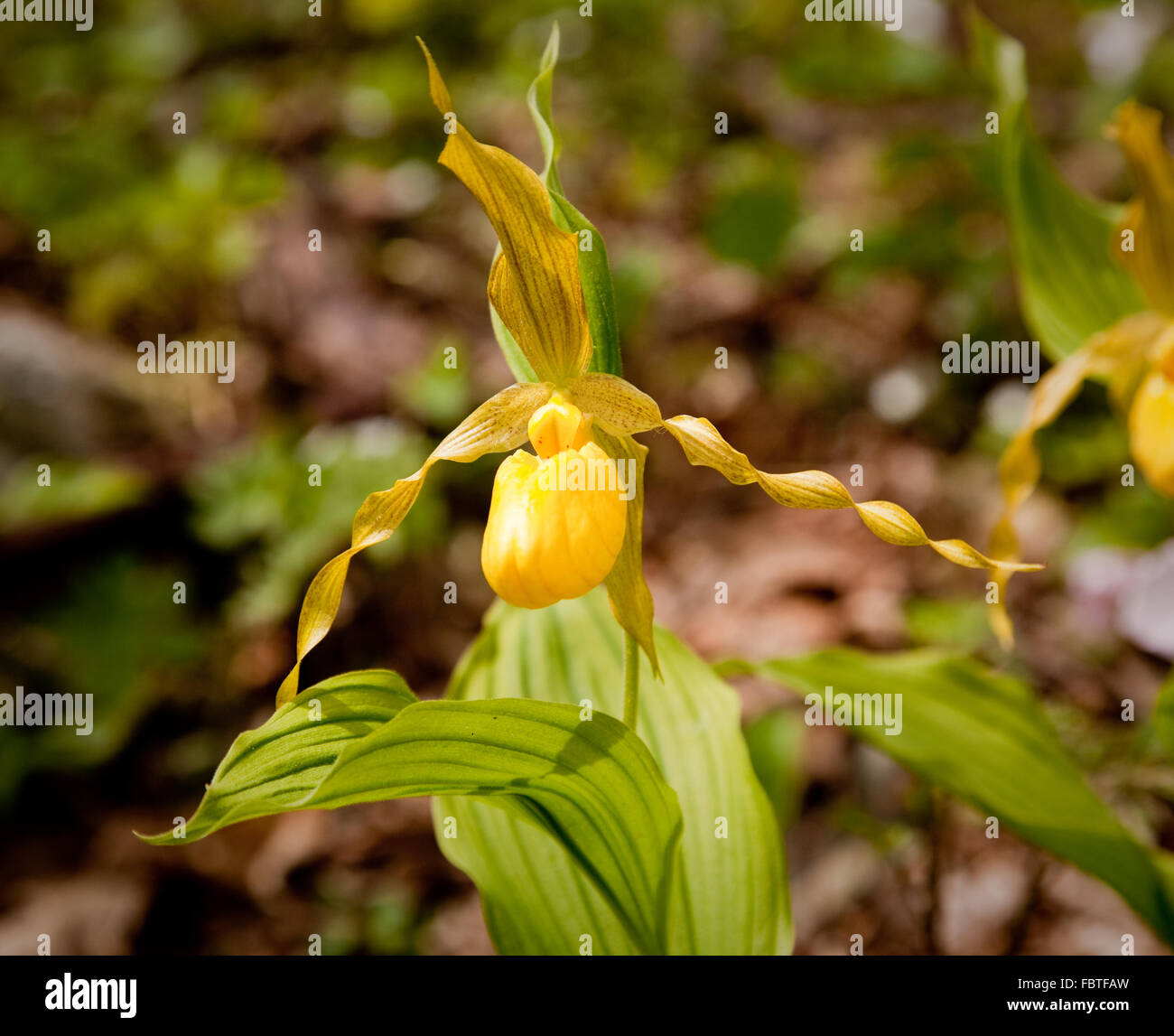 Single yellow wild orchid grows in forest in Virginia near the Appalachian trail Stock Photo