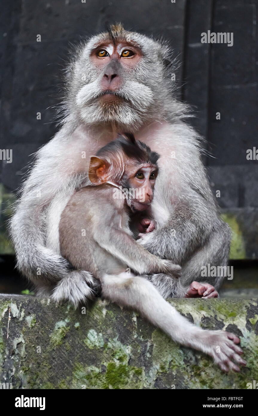 Macaque boss with child Stock Photo